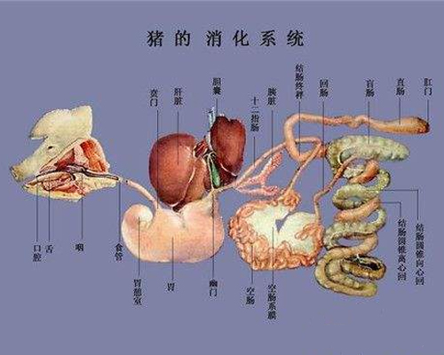 畜牧业生资服务